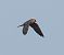 Falco cuculo (Falco vespertinus) © Giovanni Gianelli