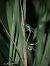 Ischnura elegans © Barlotti Andrea