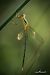 Lestes barbarus  - Barlotti Andrea