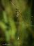 Lestes barbarus © Barlotti Andrea