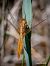 Crocothemis erythraea © Barlotti Andrea