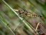 Orthetrum cancellatum © Barlotti Andrea
