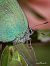 Callophrys rubi © Barlotti Andrea