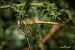 Sympetrum meridionale © Barlotti Andrea