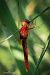 Crocothemis erythraea  - Barlotti Andrea