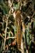 Crocothemis erythraea © Barlotti Andrea