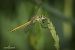 Sympetrum fonscolombei © Barlotti Andrea