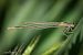 Ischnura elegans © Barlotti Andrea