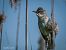 Cannareccione (Acrocephalus arundinaceus) © Barlotti Andrea
