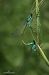 Ischnura elegans  - Barlotti Andrea