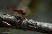 Crocothemis erythraea  - Barlotti Andrea