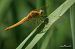 Crocothemis erythraea  - Barlotti Andrea