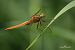 Broad Scarlet (Crocothemis erythraea) © Barlotti Andrea