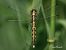 White-tailed Skimmer (Orthetrum albistylum) © Barlotti Andrea