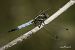 Orthetrum cancellatum  - Barlotti Andrea