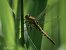 Black-tailed Skimmer (Orthetrum cancellatum) © Barlotti Andrea