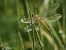 Red-veined Darter (Sympetrum fonscolombei) © Barlotti Andrea