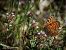 Melitaea cinxia © Barlotti Andrea