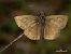 Erynnis tages © Barlotti Andrea