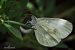 Leptidea sinapis © Barlotti Andrea