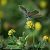 Celastrina argiolus © Barlotti Andrea