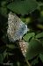 Polyommatus icarius # * © Barlotti Andrea