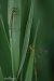 Lestes barbarus © Barlotti Andrea