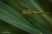 Sympetrum striolatum © Barlotti Andrea