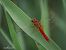 Crocothemis erythraea © Barlotti Andrea