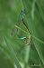 Ischnura elegans © Barlotti Andrea