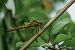 Orthetrum cancellatum © Barlotti Andrea