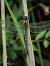 Brachytron pratense © Barlotti Andrea