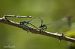 Ischnura elegans  - Barlotti Andrea