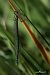 Coenagrion puella © Barlotti Andrea