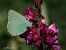 Callophrys rubi © Barlotti Andrea