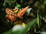 Boloria euphrosyne © Barlotti Andrea