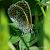 Polyommatus icarius # * © Barlotti Andrea