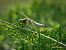 Orthetrum cancellatum © Barlotti Andrea