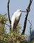 Garzetta (Egretta garzetta) © Tiziana Ciaghi