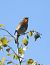 Pettirosso (Erithacus rubecula) © Tiziana Ciaghi