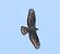 Falco pecchiaiolo (Pernis apivorus) © Tiziana Ciaghi