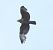 Buse variable (Buteo buteo) © Tiziana Ciaghi