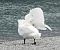 Cigno reale (Cygnus olor) © Tiziana Ciaghi