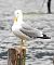Gabbiano reale (Larus michahellis) © Tiziana Ciaghi