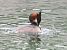Svasso maggiore (Podiceps cristatus) © Tiziana Ciaghi