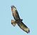 Poiana (Buteo buteo) © Tiziana Ciaghi