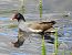 Gallinella d'acqua (Gallinula chloropus) © Tiziana Ciaghi