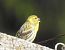 Verzellino (Serinus serinus) © Tiziana Ciaghi