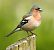 Fringuello (Fringilla coelebs) © Tiziana Ciaghi