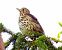 Tordo bottaccio (Turdus philomelos) © Tiziana Ciaghi